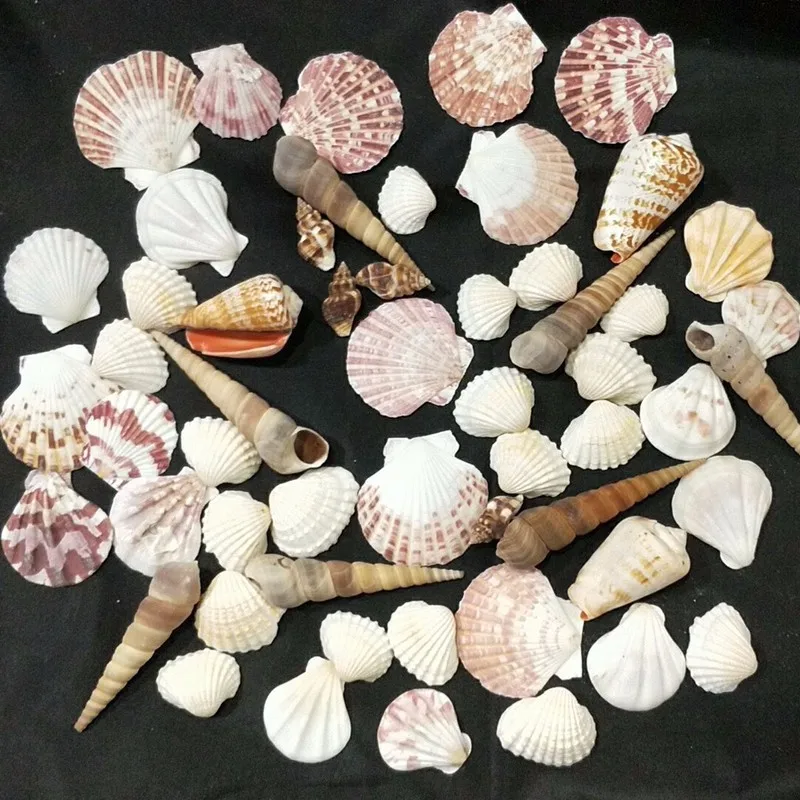 mix Natural Shell Gold Plated for DIY handmade pendant SeaShells Home decoration conchas naturales 100g 300g 600g
mix Natural Shell Gold Plated for DIY handmade pendant SeaShells Home decoration conchas naturales 100g 300g 600g