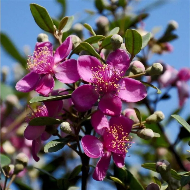 Forest flower fruit bonsais bonsai are newly adopted authentic myrtle 20pcs(tao jin niang)
Forest flower fruit bonsais bonsai are newly adopted authentic myrtle 20pcs(tao jin niang)