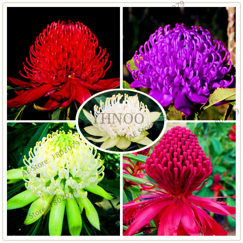 New arrival!100pcs New South Wales Waratah (Telopea speciosissima)rare flower flores,perennial bonsai plant home and garden
New arrival!100pcs New South Wales Waratah (Telopea speciosissima)rare flower flores,perennial bonsai plant home and garden