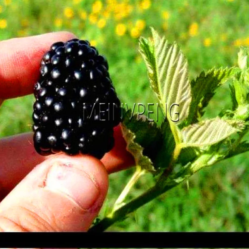 Sale!Nutritious Pre-Stratified Jumbo Thornless Blackberry Plant Juicy Sweet Healthy Hruit DIY Home Garden Fruit Bonsai,200flores
Sale!Nutritious Pre-Stratified Jumbo Thornless Blackberry Plant Juicy Sweet Healthy Hruit DIY Home Garden Fruit Bonsai,200flores
