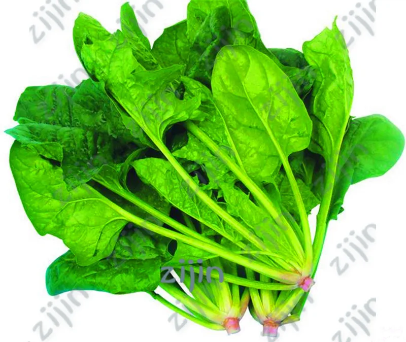 100pcs Water Spinach Vegetable Bonsai Kangkong,Chinese Spinach or Watercress Time limit promotion Spinach bonsai Organic green
100pcs Water Spinach Vegetable Bonsai Kangkong,Chinese Spinach or Watercress Time limit promotion Spinach bonsai Organic green