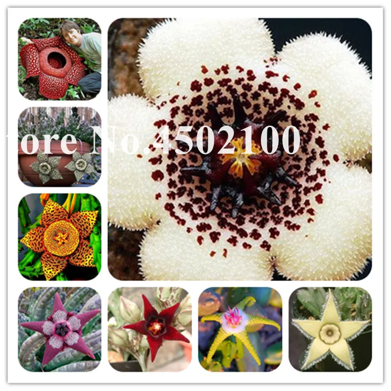 120 Pcs Stapelia Pulchella Bonsai, Lithops Mixed Succulents Raw Stone Cactus Bonsai For Home Garden Flower Bonsai plants
120 Pcs Stapelia Pulchella Bonsai, Lithops Mixed Succulents Raw Stone Cactus Bonsai For Home Garden Flower Bonsai plants