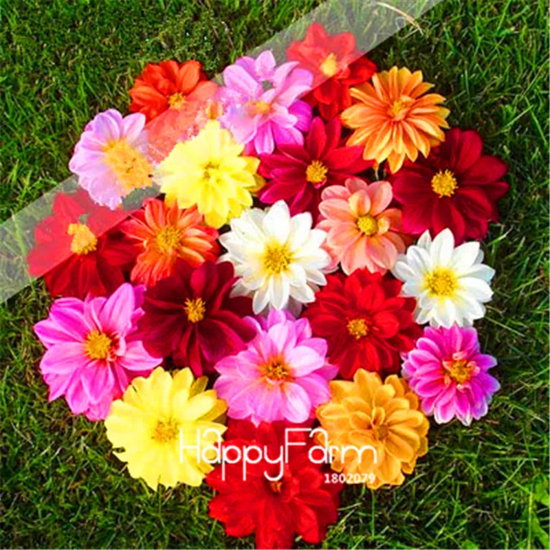Hot Sale! 50 Pieces/Bag Dahlia Plantas. Rare bonsai flower floresling perennial Flowering Plants, Home gardens
Hot Sale! 50 Pieces/Bag Dahlia Plantas. Rare bonsai flower floresling perennial Flowering Plants, Home gardens