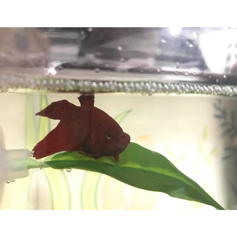 2Pcs 9x4cm Fish Tank Aquarium Artificial Leaf Betta Fish Rest Spawning Ornamental Plant Betta Fish Play Relax Hide Leaf Hammock
2Pcs 9x4cm Fish Tank Aquarium Artificial Leaf Betta Fish Rest Spawning Ornamental Plant Betta Fish Play Relax Hide Leaf Hammock