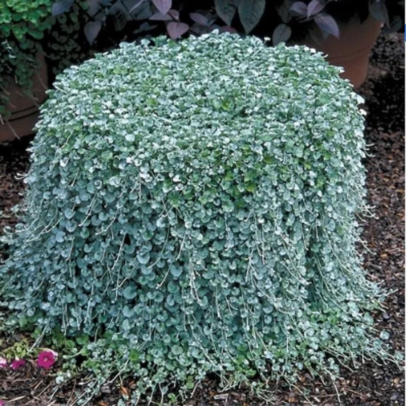 Dichondra Repens lawn bonsais money grass hanging decorative garden plants do flower bonsais for Home garden 200pcs/ lot
Dichondra Repens lawn bonsais money grass hanging decorative garden plants do flower bonsais for Home garden 200pcs/ lot