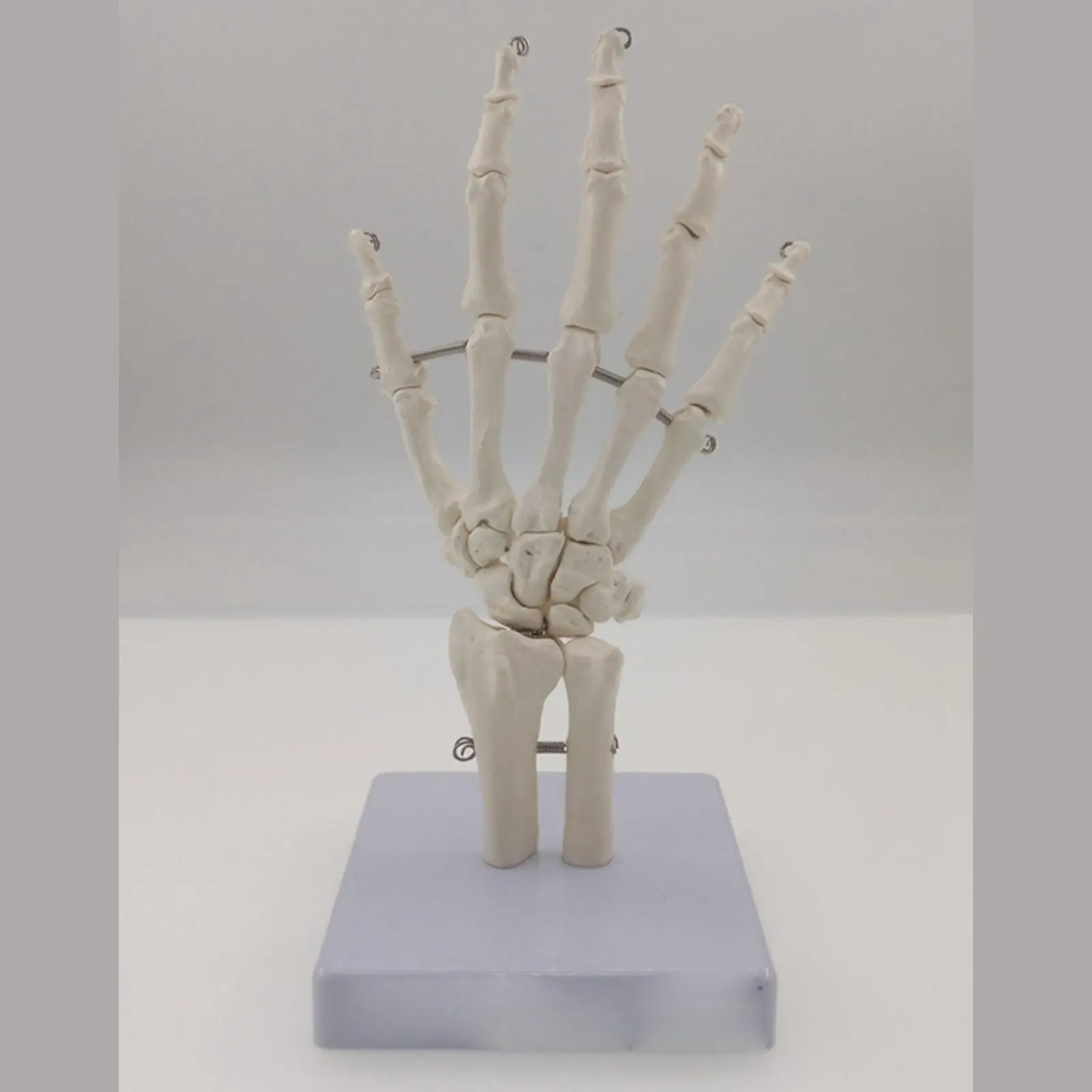 Human Hand Joint Life Size Bone Skeleton Anatomical Model Medical Anatomy for Medical Science Teaching Resources
Human Hand Joint Life Size Bone Skeleton Anatomical Model Medical Anatomy for Medical Science Teaching Resources