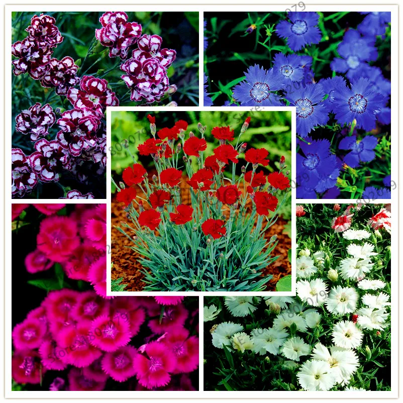 100 pcs/bag Dianthus Bonsai,24 color, easy to grow ,high germination DIY garen flowers-garden ornamental-plant
100 pcs/bag Dianthus Bonsai,24 color, easy to grow ,high germination DIY garen flowers-garden ornamental-plant