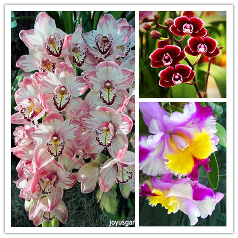100pcs/bag numerous color Orchid bonsai various Orchid Species for Garden and Home Hot sale
100pcs/bag numerous color Orchid bonsai various Orchid Species for Garden and Home Hot sale