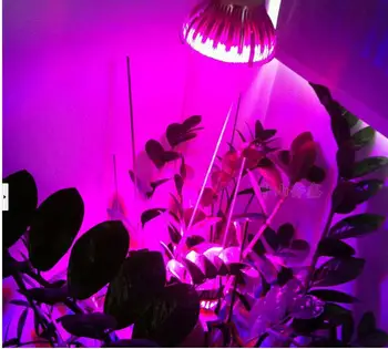 80W/50W Led Grow Light For Indoor Plant E27 AC85-265V Red+Blue LED Plant Grow Light Lamps for Flowering Plant
80W/50W Led Grow Light For Indoor Plant E27 AC85-265V Red+Blue LED Plant Grow Light Lamps for Flowering Plant