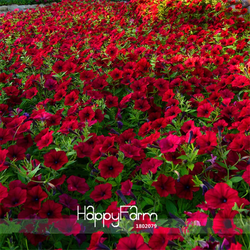 Promotion!Dark Red Velour Petunia bonsai, 100 Pcs / Pack, Cold Hardy Heat Tolerant Beautiful Flowers,#L6GS1A
Promotion!Dark Red Velour Petunia bonsai, 100 Pcs / Pack, Cold Hardy Heat Tolerant Beautiful Flowers,#L6GS1A