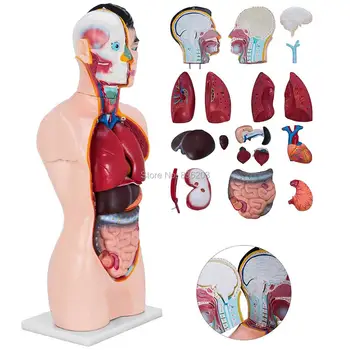 19 Parts Human torso psychology medical Brain Anatomical surgical muscle skin Anatomy traumatic pistols condoms instruments
19 Parts Human torso psychology medical Brain Anatomical surgical muscle skin Anatomy traumatic pistols condoms instruments
