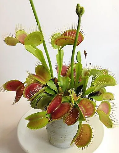 100pcs Potted Insectivorous Plant bonsai Dionaea Muscipula Giant Clip Venus Flytrap bonsai For Home Garden Free Shipping
100pcs Potted Insectivorous Plant bonsai Dionaea Muscipula Giant Clip Venus Flytrap bonsai For Home Garden Free Shipping
