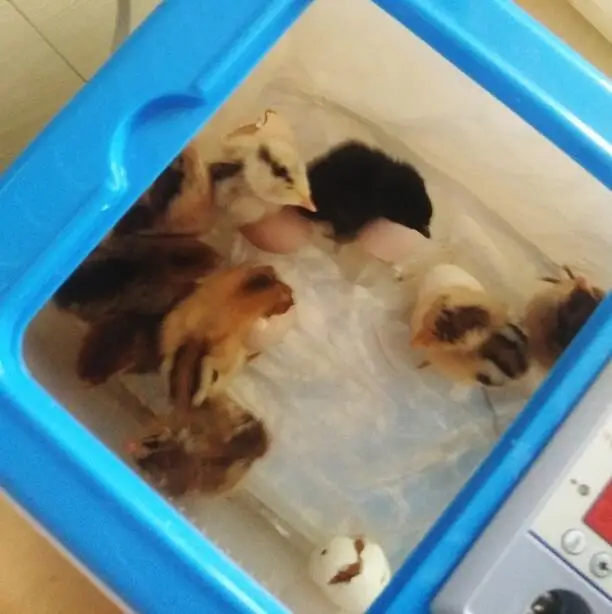 32 Eggs Incubator Automatic Poultry Chicken Hatcher Machine Brooder Digital Temperature Control for Duck Bird Pigeon Egg
32 Eggs Incubator Automatic Poultry Chicken Hatcher Machine Brooder Digital Temperature Control for Duck Bird Pigeon Egg