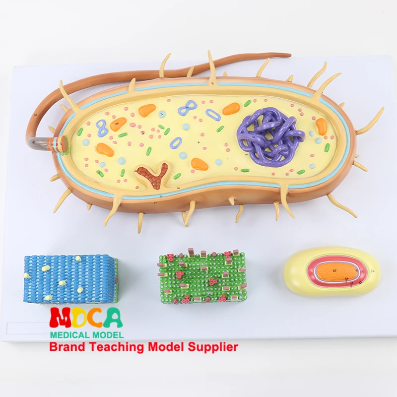 MXJ001 Medical Teaching of Chromosome Bioflagella Model of Bacterial Nuclear Model
MXJ001 Medical Teaching of Chromosome Bioflagella Model of Bacterial Nuclear Model