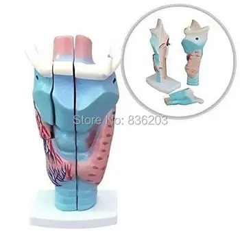 1:1 life size Human Larynx Joint Simulation model skeleton Anatomical surgical traumatic pistols condoms medical instruments
1:1 life size Human Larynx Joint Simulation model skeleton Anatomical surgical traumatic pistols condoms medical instruments