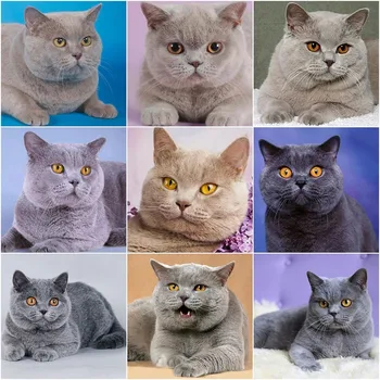 EverShine Diamond Mosaic Cat Full Square Diamond Embroidery Animals Picture Of Rhinestones Diamond Painting Sale Cross Stitch
EverShine Diamond Mosaic Cat Full Square Diamond Embroidery Animals Picture Of Rhinestones Diamond Painting Sale Cross Stitch