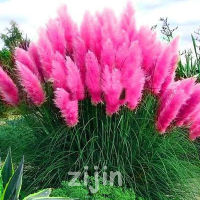 500pcs New Rare Impressive Purple Pampas Grass bonsais Ornamental home garden Plants Flowers bonsais Cortaderia Selloana
500pcs New Rare Impressive Purple Pampas Grass bonsais Ornamental home garden Plants Flowers bonsais Cortaderia Selloana