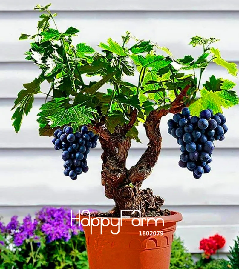 Big Sale!Miniature Grape Vine garden, PATIO SYRAH, Vitis Vinifera, Houseplant, 50 flores, Fruit bonsai plantas,#1UM2LB
Big Sale!Miniature Grape Vine garden, PATIO SYRAH, Vitis Vinifera, Houseplant, 50 flores, Fruit bonsai plantas,#1UM2LB
