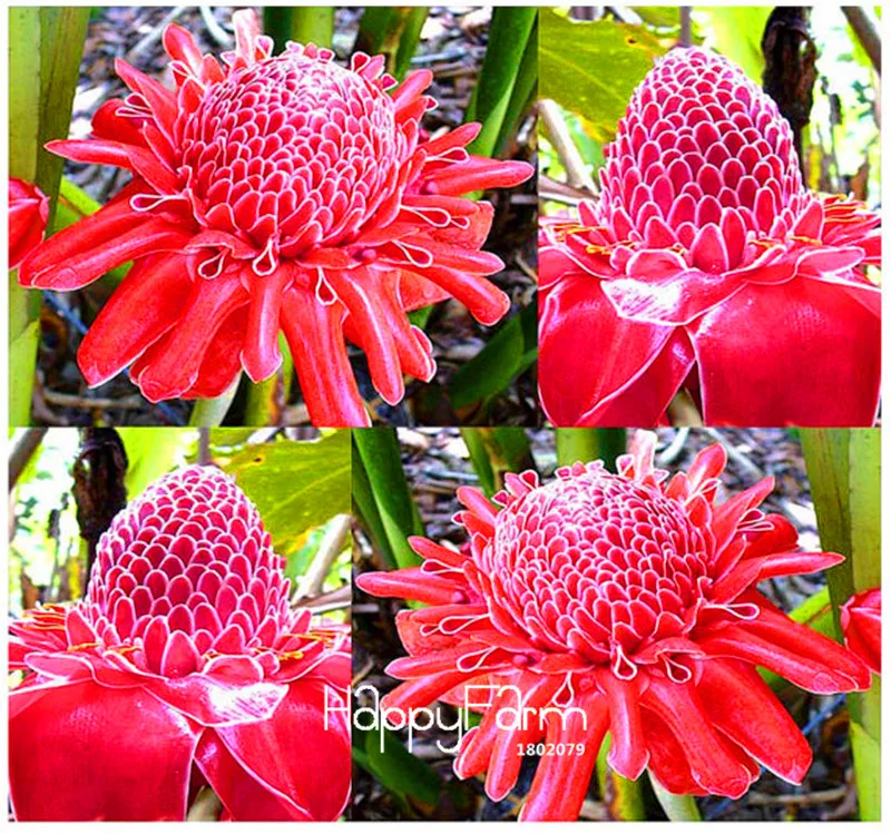 Time-Limit!!RED Torch Ginger Plant Flower bonsai - Etlingera elatior - Perfect Houseplant - EXOTIC and EDIBLE, 100 Pcs/Pack
Time-Limit!!RED Torch Ginger Plant Flower bonsai - Etlingera elatior - Perfect Houseplant - EXOTIC and EDIBLE, 100 Pcs/Pack