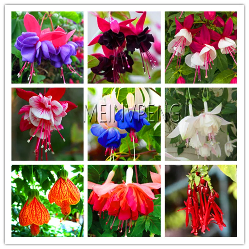 Hot Sale!100pcs mixed color flower Plant mini bonsai fuchsia Plantas Bonsai Garden Balcony Lanterns Flowers Autumn Begonia Flor
Hot Sale!100pcs mixed color flower Plant mini bonsai fuchsia Plantas Bonsai Garden Balcony Lanterns Flowers Autumn Begonia Flor
