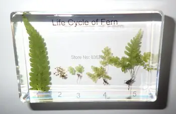 Life Cycle of Fern Set Golden Chicken Fern Real Plant Specimen Anatomical surgical traumatic pistols condoms medical instruments
Life Cycle of Fern Set Golden Chicken Fern Real Plant Specimen Anatomical surgical traumatic pistols condoms medical instruments