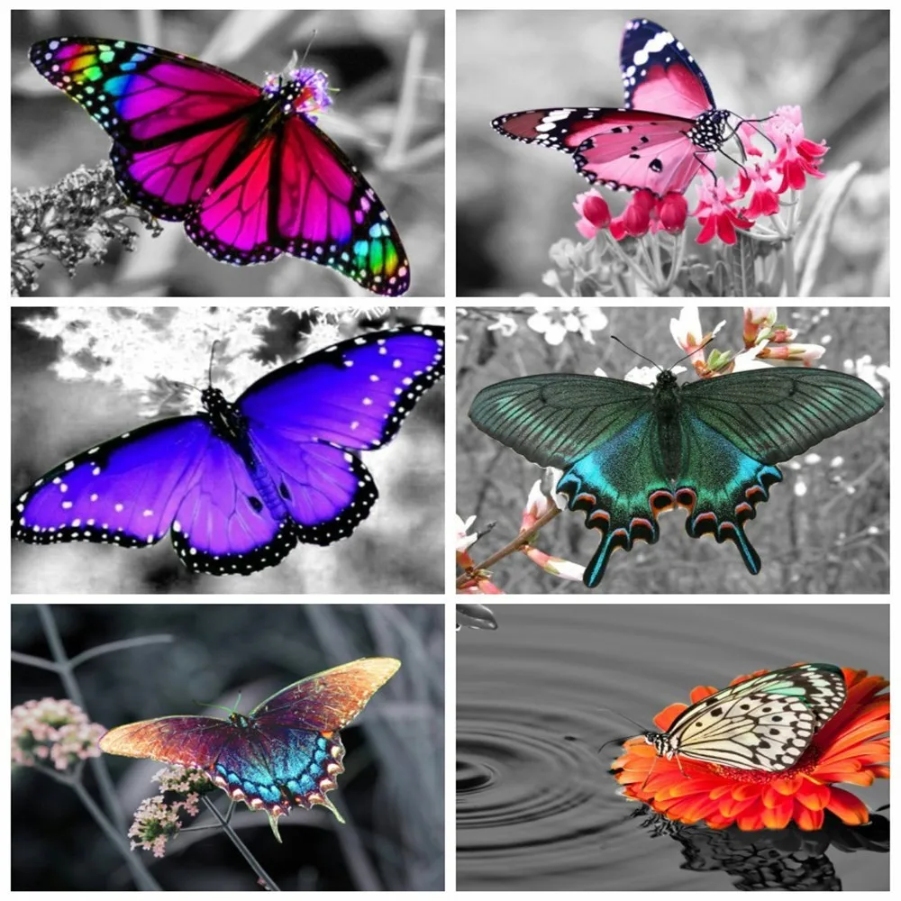 HUACAN Diamond Embroidery Animal Butterfly 5D Diy Diamond Painting Full Square Mosaic New Year Gift Rhinestone Home Decoration
HUACAN Diamond Embroidery Animal Butterfly 5D Diy Diamond Painting Full Square Mosaic New Year Gift Rhinestone Home Decoration