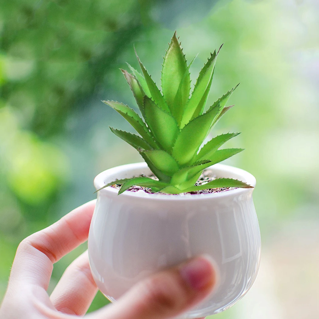 Artificial Succulent Landscape Bonsai Lotus Flower Arrangement Christmas Wedding Party Supplies Fake Plants Home Garden Decor
Artificial Succulent Landscape Bonsai Lotus Flower Arrangement Christmas Wedding Party Supplies Fake Plants Home Garden Decor