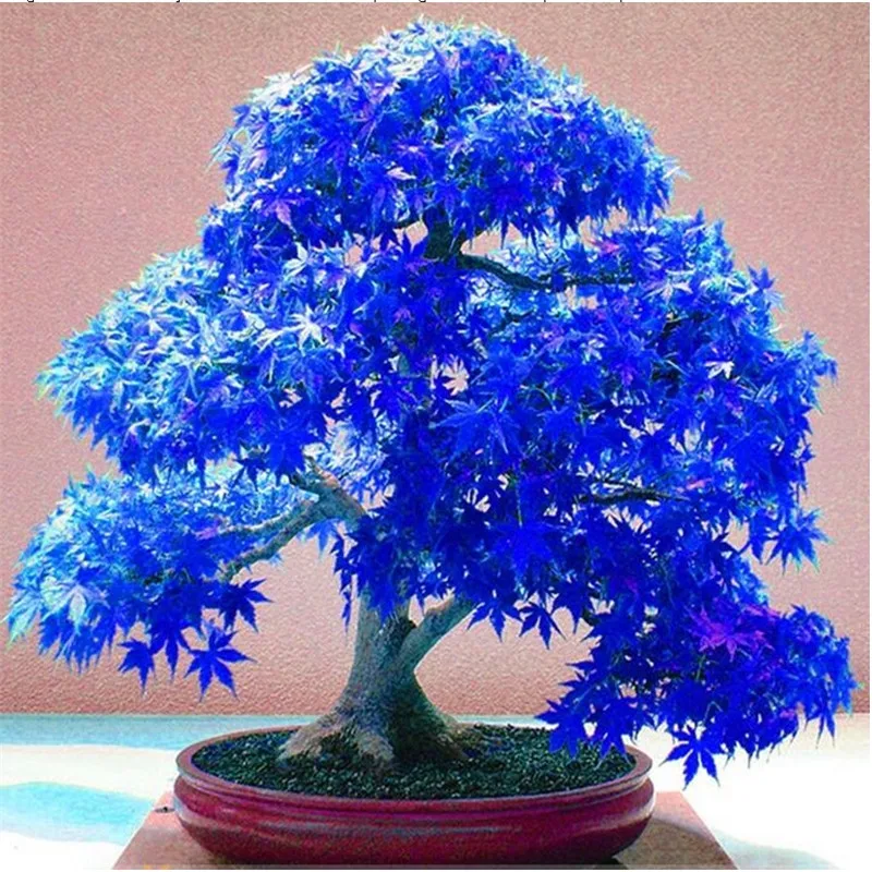 30PCS Rare Purple Blue Ghost Japanese Maple Tree, (Acer Palatum), bonsai flower tree plant for home garden (feng shu)
30PCS Rare Purple Blue Ghost Japanese Maple Tree, (Acer Palatum), bonsai flower tree plant for home garden (feng shu)