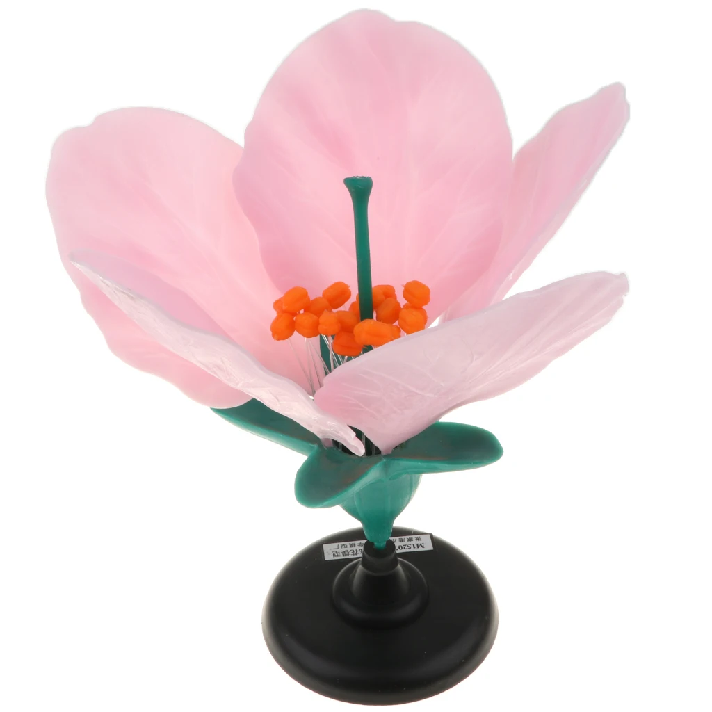 10 Inch Peach Blossom Model Kit - Flower Structure Learning Toy for Kids, Biological Lab Tool, School Supplies
10 Inch Peach Blossom Model Kit - Flower Structure Learning Toy for Kids, Biological Lab Tool, School Supplies