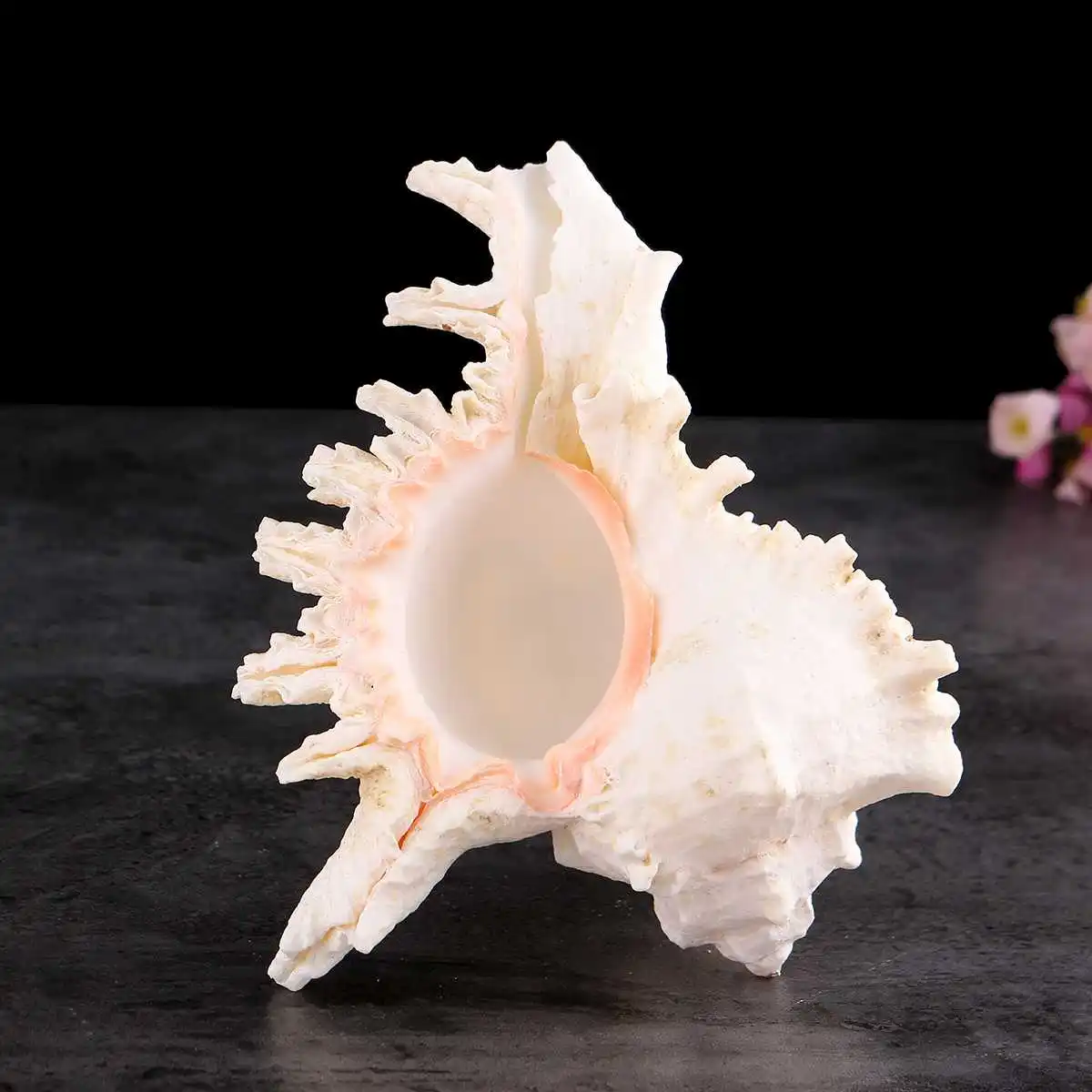 16cm Large Mouth Natural Conch Seashell Specimen Mediterranean Sea Beach Shell Fossils Craft Home Fish Tank Coral Decoration New
16cm Large Mouth Natural Conch Seashell Specimen Mediterranean Sea Beach Shell Fossils Craft Home Fish Tank Coral Decoration New