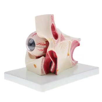 3x Magnification Human Eye Simulation Model Medical Anatomical Model for School Teaching Tool Learning Display Lab Supplies
3x Magnification Human Eye Simulation Model Medical Anatomical Model for School Teaching Tool Learning Display Lab Supplies