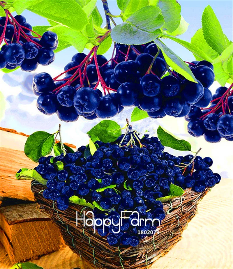 Genuine! 100 Pcs/Bag Annual Fruit and Vegetable Plants Aronia Viking.DIY Home Garden&Bonsai Plantas.
Genuine! 100 Pcs/Bag Annual Fruit and Vegetable Plants Aronia Viking.DIY Home Garden&Bonsai Plantas.