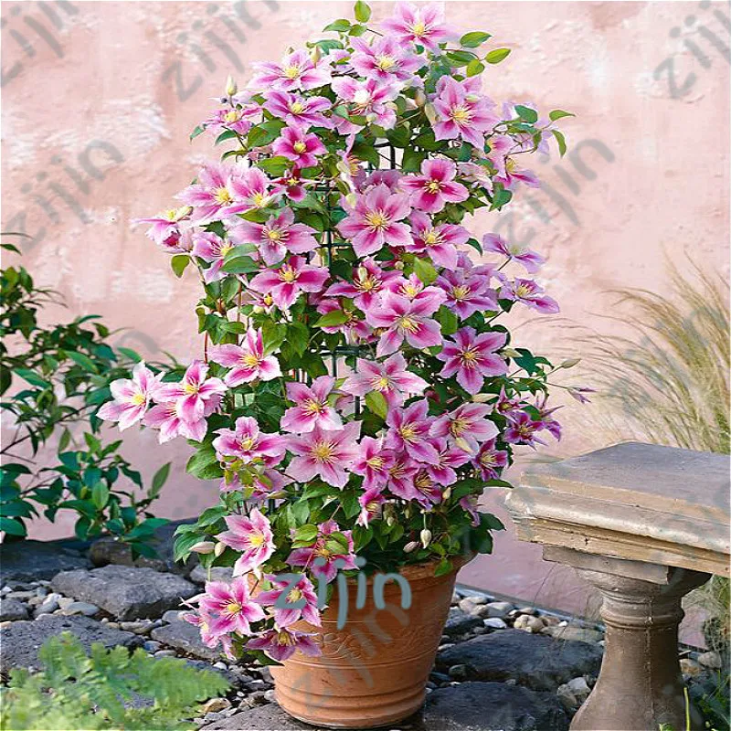 Hot Sale! 50pcs Clematis plants For Home& Garden Pink Vine Flowers Plant bonsai Climbing Rare Flower