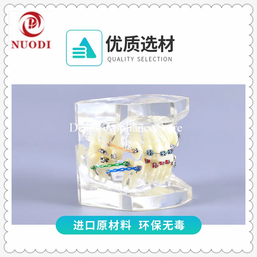 Dental Education Fault Correction Orthodontic teeth modle M3005/Dental Orthodontic Model can see root
Dental Education Fault Correction Orthodontic teeth modle M3005/Dental Orthodontic Model can see root