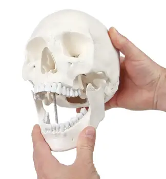 3 parts life Medical Human white skull anatomia brain skeleton surgical anatomical Anatomy traumatic pistols condoms instruments
3 parts life Medical Human white skull anatomia brain skeleton surgical anatomical Anatomy traumatic pistols condoms instruments