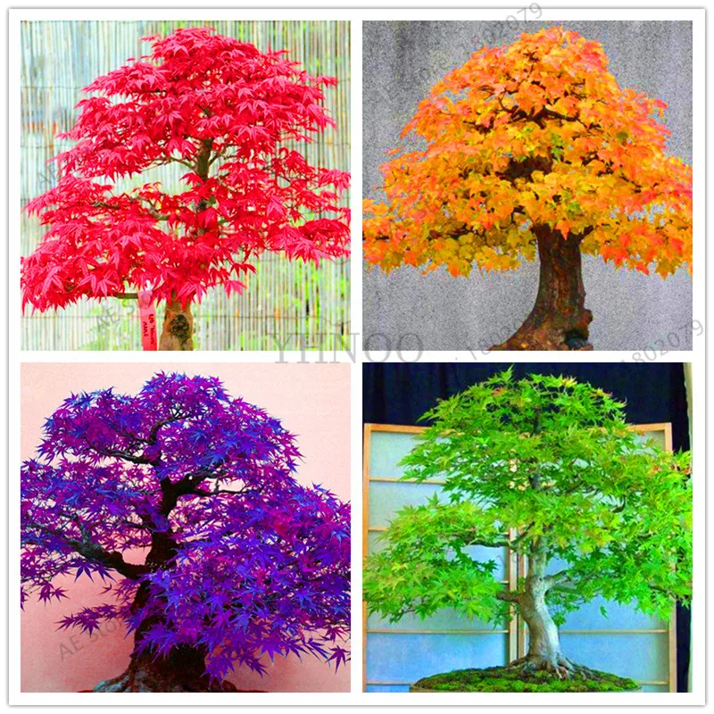 Japanese Red Maple Bonsai Tree Cheap garden, Professional Pack, 53 Pcs / Pack, Very Beautiful Indoor Home Tree .
Japanese Red Maple Bonsai Tree Cheap garden, Professional Pack, 53 Pcs / Pack, Very Beautiful Indoor Home Tree .