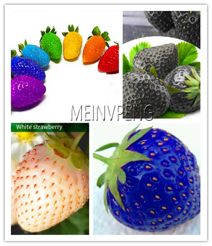 Big Promotion!red climbing strawberry & rare color strawberry Plant fruit Plantas bonsai home&garden 100 Flores,#WCMD99
Big Promotion!red climbing strawberry & rare color strawberry Plant fruit Plantas bonsai home&garden 100 Flores,#WCMD99