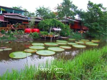 โปรโมชั่นใหญ่! victoria Amazonica Giant Waterlily bonsai, Professional, 5 ชิ้น/ถุง, ที่หายาก Lotus พืชน้ำ # VCAMN9(China)