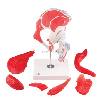 3B Scientific A881 7 Part Hip Joint Model with Removable Muscle Medical skeleton anatomical instruments training condoms
3B Scientific A881 7 Part Hip Joint Model with Removable Muscle Medical skeleton anatomical instruments training condoms