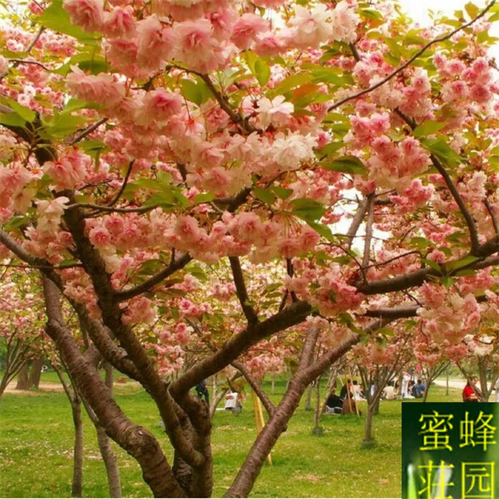 Forest bonsai selection cherry bonsai imports Japanese cherry bonsai germination rate of high quality assurance 10pcs(ying hua)
Forest bonsai selection cherry bonsai imports Japanese cherry bonsai germination rate of high quality assurance 10pcs(ying hua)