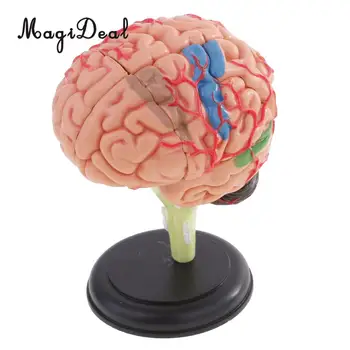 MagiDeal 4D Disassembled Mainkind Brain Structural Anatomy Model 32 Parts for Medical Training Tool School Teaching Aid
MagiDeal 4D Disassembled Mainkind Brain Structural Anatomy Model 32 Parts for Medical Training Tool School Teaching Aid