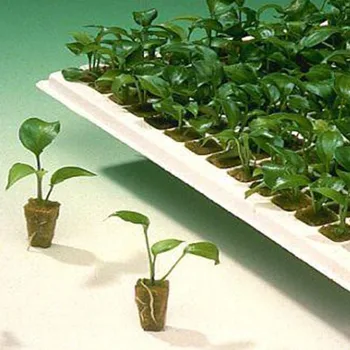 Behogar 50PCS 36x36x40mm Rockwool Plant Starter Grow Plug Cubes for Garden Greenhouse Orchard Sun Room Hydroponic Applications
Behogar 50PCS 36x36x40mm Rockwool Plant Starter Grow Plug Cubes for Garden Greenhouse Orchard Sun Room Hydroponic Applications