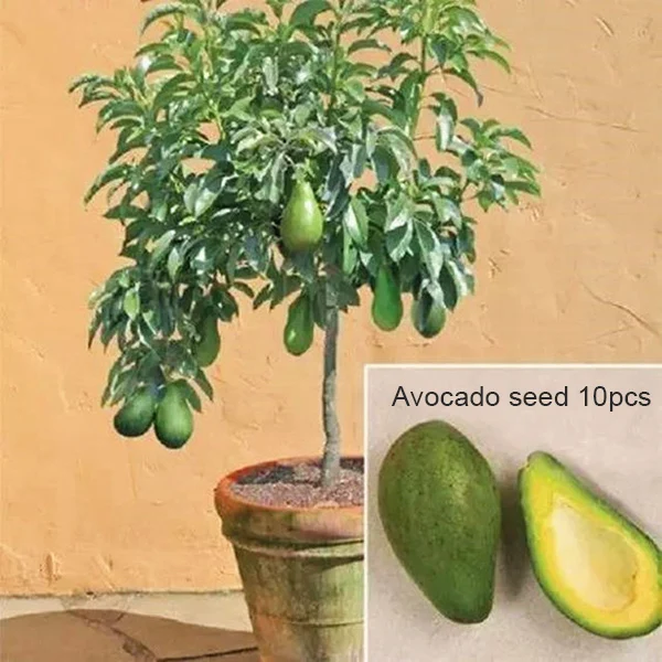 Wholesales Lots Bulk 10 Pcs Avocado Seeding Planters Home Garden Farm Decoration Potted Bonsai Delicious Green Fruits Pear fruit
Wholesales Lots Bulk 10 Pcs Avocado Seeding Planters Home Garden Farm Decoration Potted Bonsai Delicious Green Fruits Pear fruit