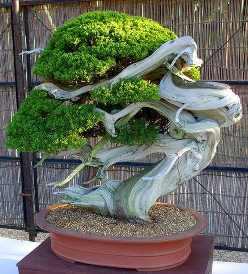 Big Sale!20pcs juniper bonsai tree potted flowers office bonsai purify the air absorb harmful gases juniper garden
Big Sale!20pcs juniper bonsai tree potted flowers office bonsai purify the air absorb harmful gases juniper garden