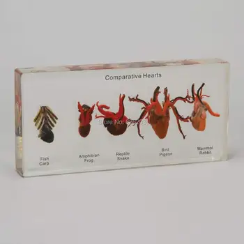 5 Animal Comparative s Set Fish, fr Specimen in Acrylic trauma medical instruments anatomy Anatomical Teaching model condom
5 Animal Comparative s Set Fish, fr Specimen in Acrylic trauma medical instruments anatomy Anatomical Teaching model condom