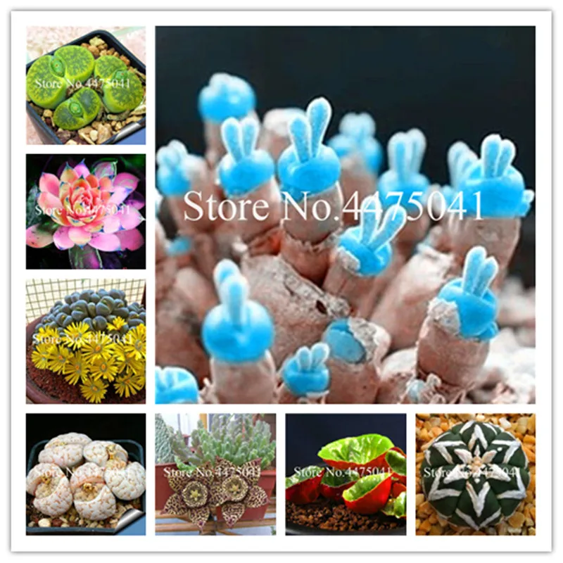 200 Pcs Mix Color Succulent Mini Cactus Flower, Garden Bonsai Rare Flower Cactus Mini Plant Succulent ,Easy To Grow Heat R
200 Pcs Mix Color Succulent Mini Cactus Flower, Garden Bonsai Rare Flower Cactus Mini Plant Succulent ,Easy To Grow Heat R