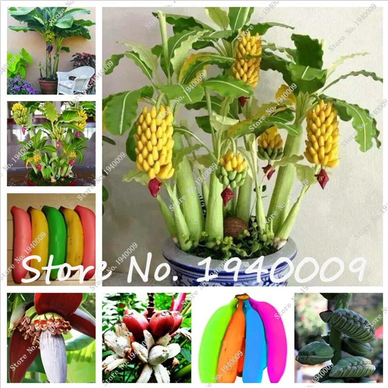 100pcs Banana bonsai,multi color dwarf fruit tree, Milk Taste,Outdoor Perennial Fruit tree flower bonsai Garden planting
100pcs Banana bonsai,multi color dwarf fruit tree, Milk Taste,Outdoor Perennial Fruit tree flower bonsai Garden planting