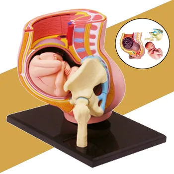 Human Women Pregnant Pelvis Teaching Resources Anatomical Section Model Sets with Baby Fetus Assembled Science Toy School Lab
Human Women Pregnant Pelvis Teaching Resources Anatomical Section Model Sets with Baby Fetus Assembled Science Toy School Lab