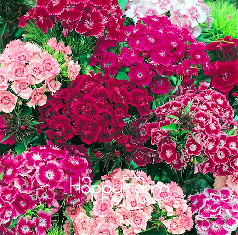 100 Pcs/Bag New Arrival!Bulk Sweet William Bonsai - Rare Color Amazing Beautiful DIY Home Garden Flower
100 Pcs/Bag New Arrival!Bulk Sweet William Bonsai - Rare Color Amazing Beautiful DIY Home Garden Flower