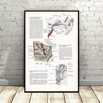 Print of ear Steampunk Illustration Art Canvas Poster Wall Pictures for Living Room No Frame
Print of ear Steampunk Illustration Art Canvas Poster Wall Pictures for Living Room No Frame